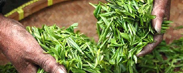 绿茶品种有哪些品种